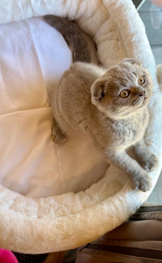 Blaze - Scottish Fold Lilac Blue 2.5 months old