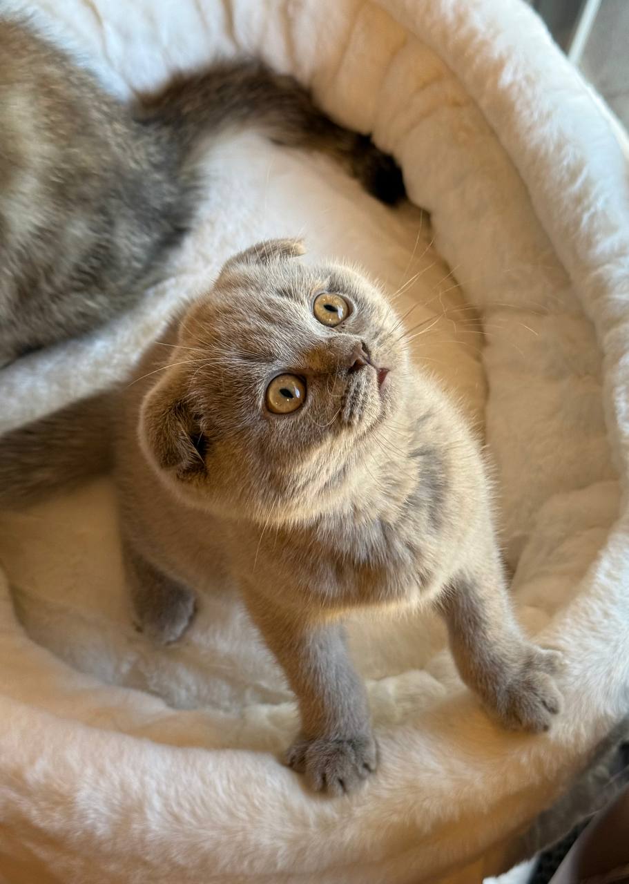 Blaze – Scottish Fold Lilac Blue 2.5 months old