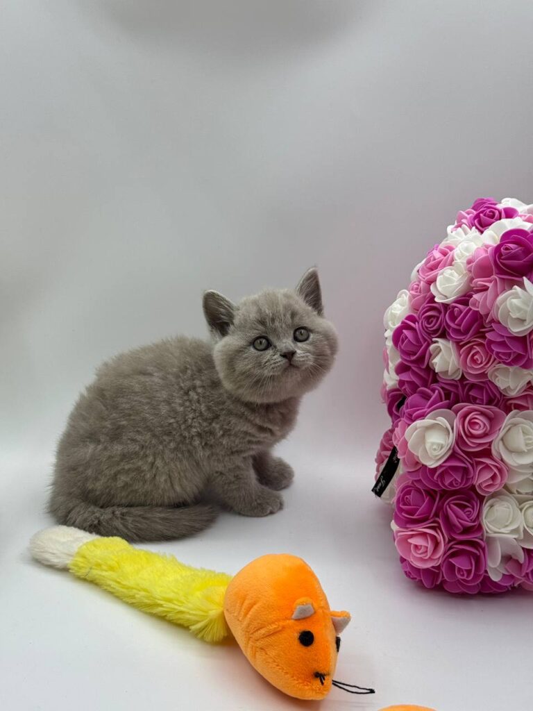 Charlie - British Shorthair Lilac Blue male 2 months old