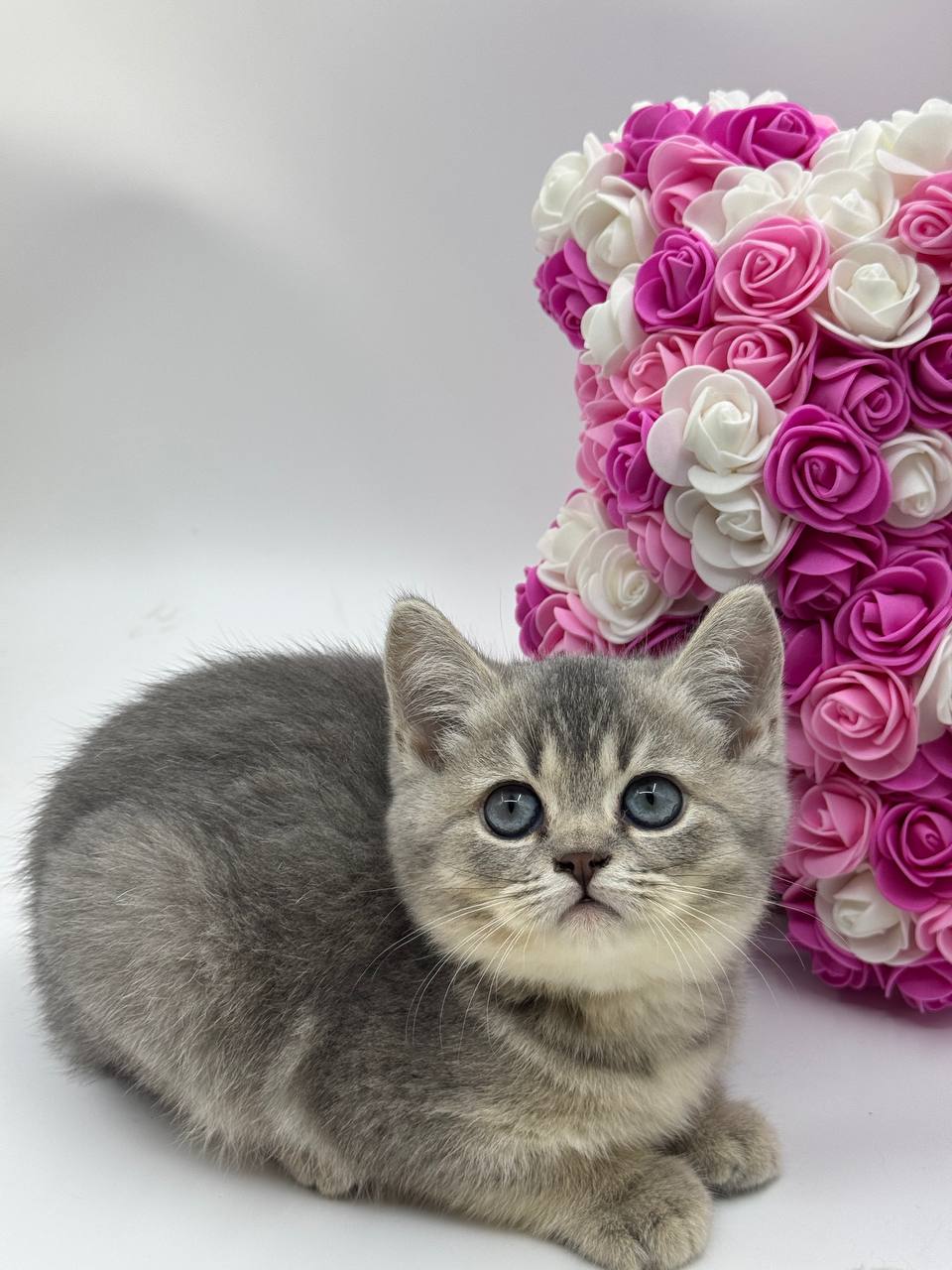 Mikki – British Shorthair blue gold with blue eyes 2.5 months old