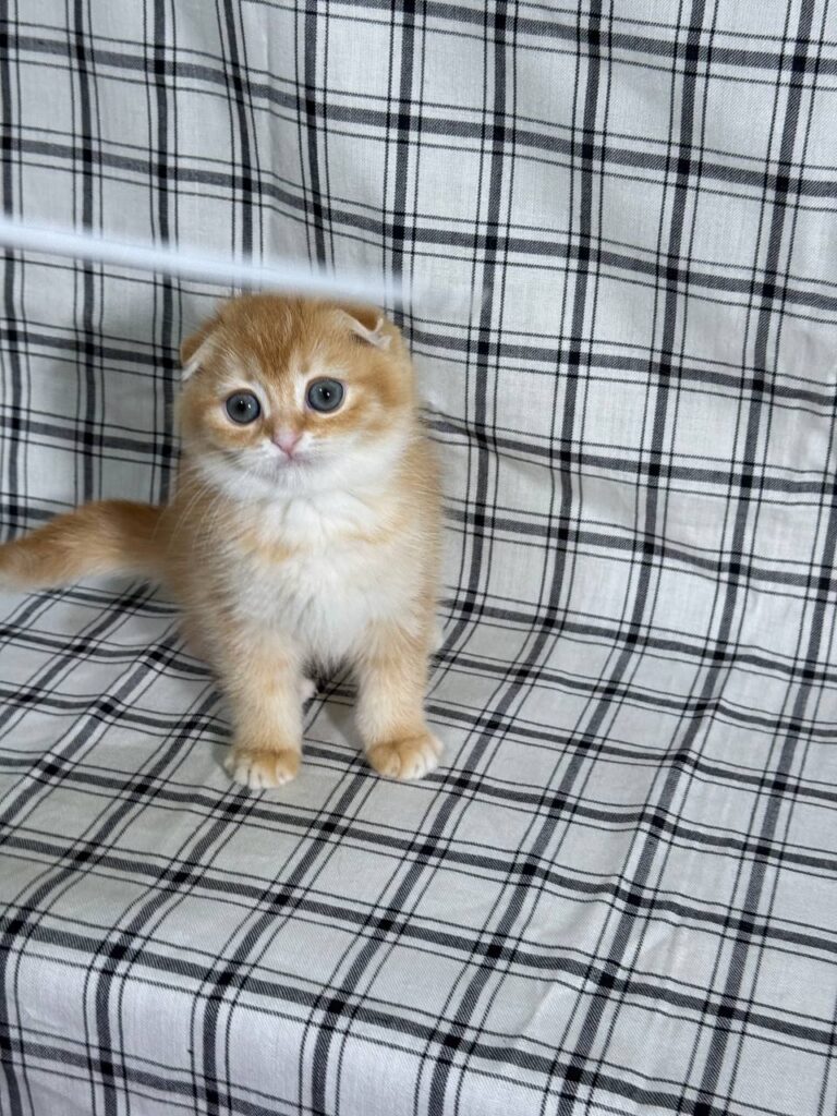 Bill - Scottish Fold Gold Male 2 month old