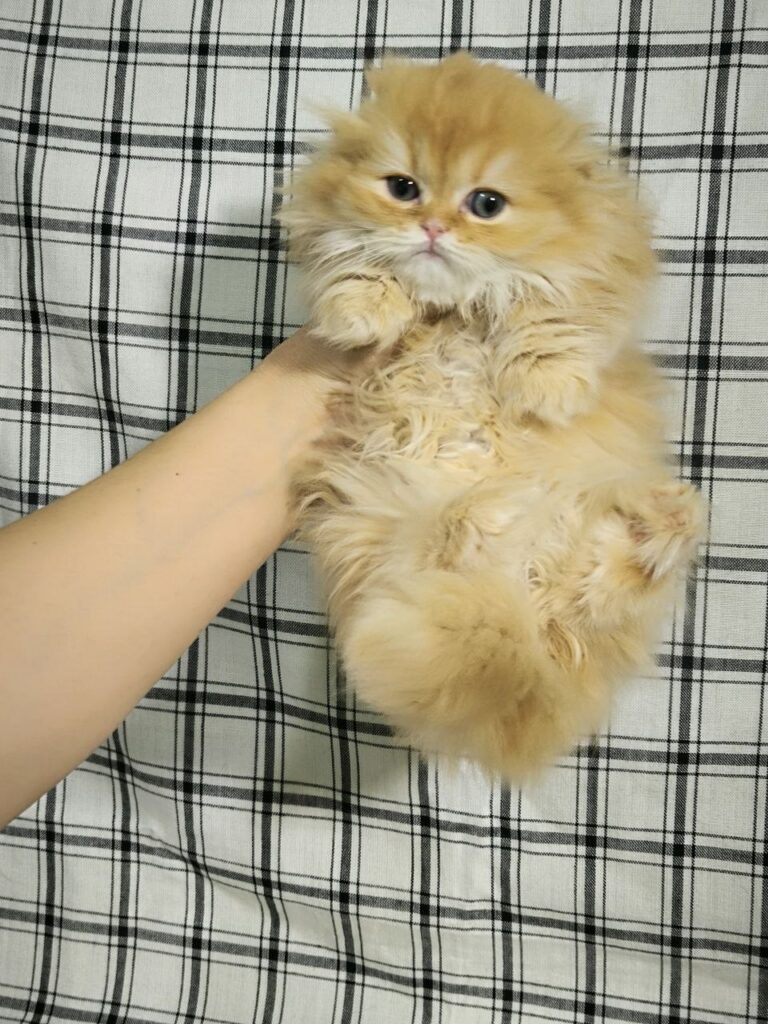 Lily - Munchkin Scottish Fold 2 month old