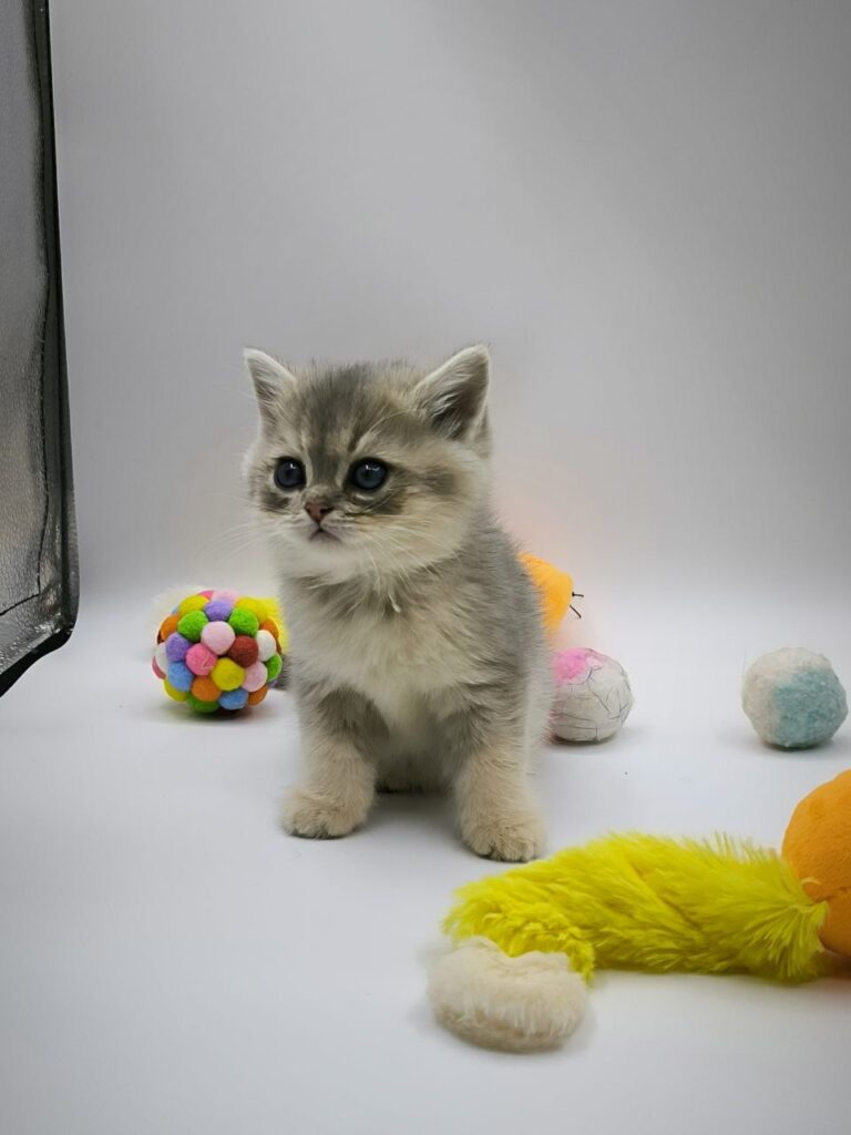 British longhair white, British shorthair, British shorthair gold, British shorthair gold marble, British shorthair lilac, British shorthair for Sale, British shorthair near me