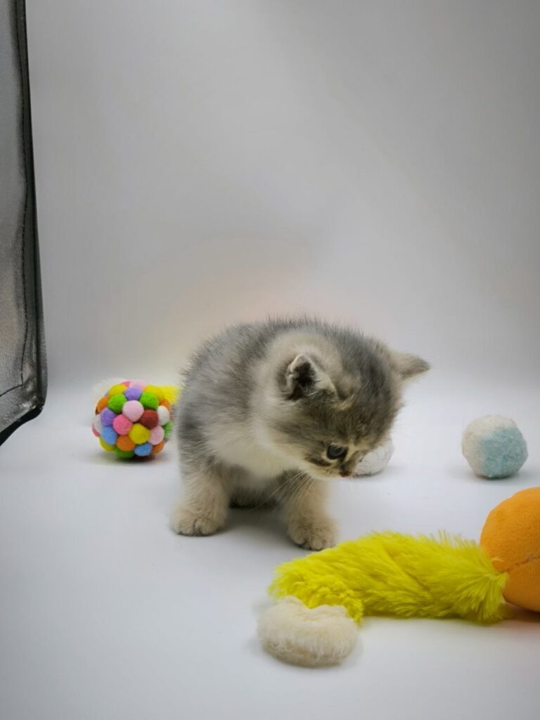 British longhair white, British shorthair, British shorthair gold, British shorthair gold marble, British shorthair lilac, British shorthair for Sale, British shorthair near me