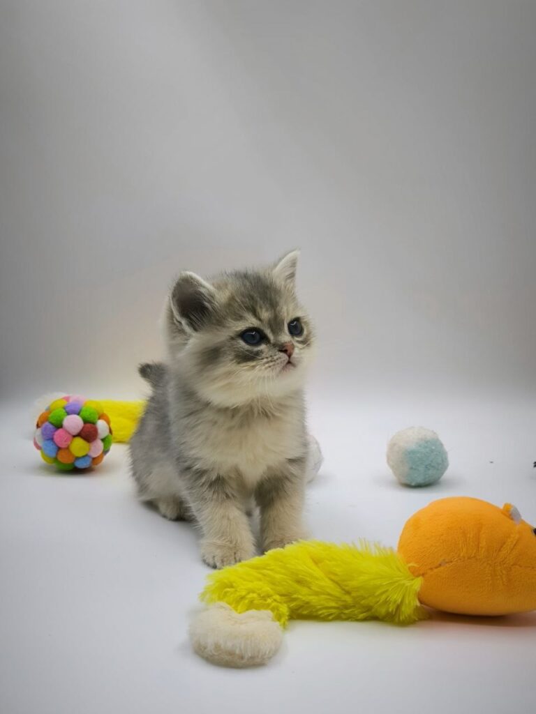 British longhair white, British shorthair, British shorthair gold, British shorthair gold marble, British shorthair lilac, British shorthair for Sale, British shorthair near me