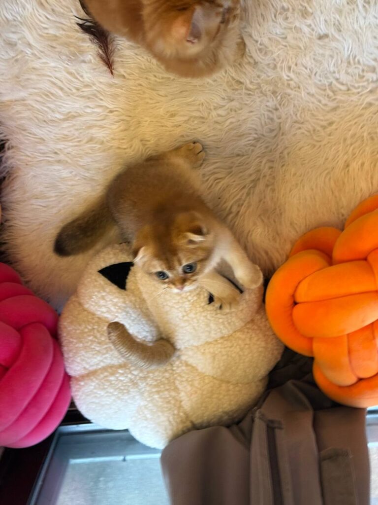 Scottish fold male 2,5 months old