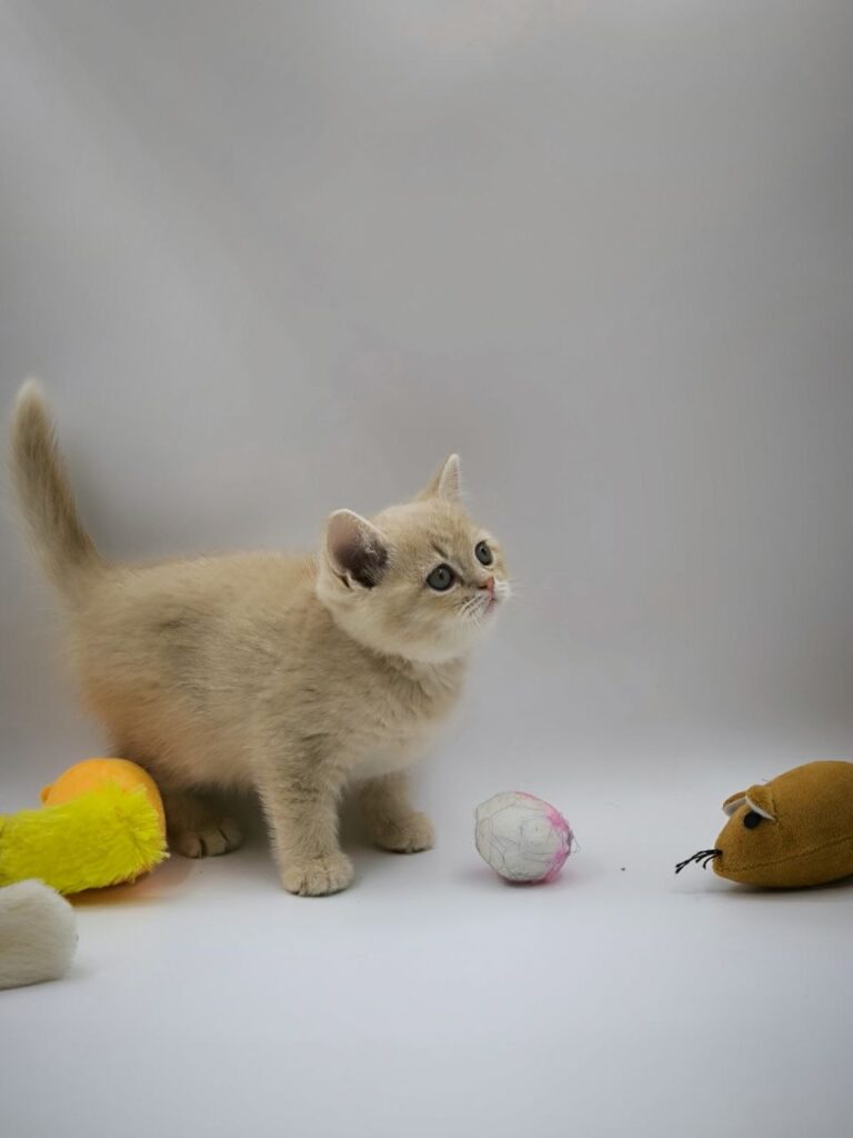 British longhair white, British shorthair, British shorthair gold, British shorthair gold marble, British shorthair lilac, British shorthair for Sale, British shorthair near me