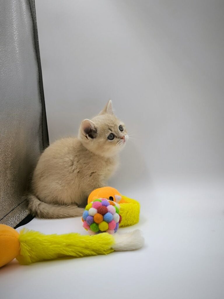 British longhair white, British shorthair, British shorthair gold, British shorthair gold marble, British shorthair lilac, British shorthair for Sale, British shorthair near me