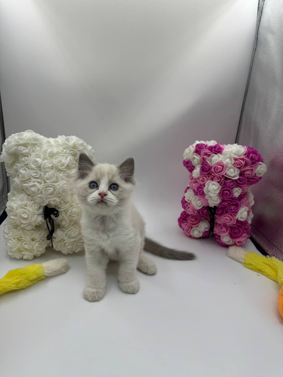 The Joy of Raising Ragdoll Kittens: Essential Tips