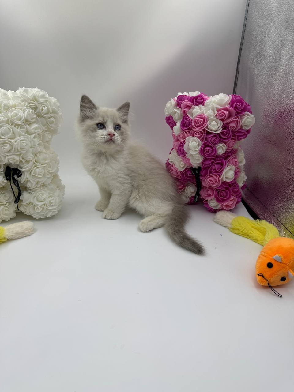 Bonya – Ragdoll female 2 months old