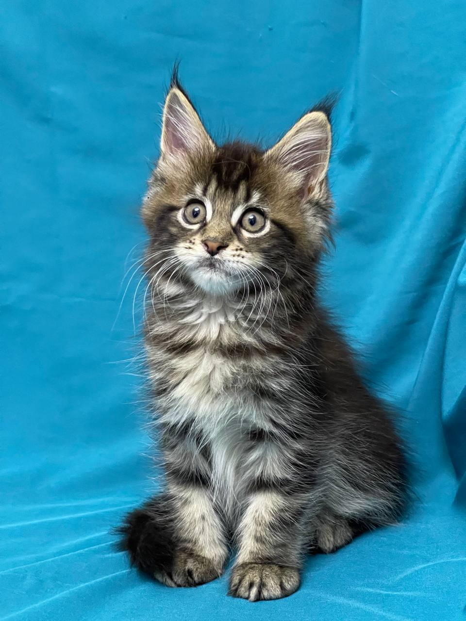 Sisi – Maine Coon Tabby Female 2 months old