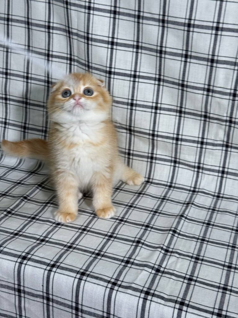 Bill - Scottish Fold Gold Male 2 month old