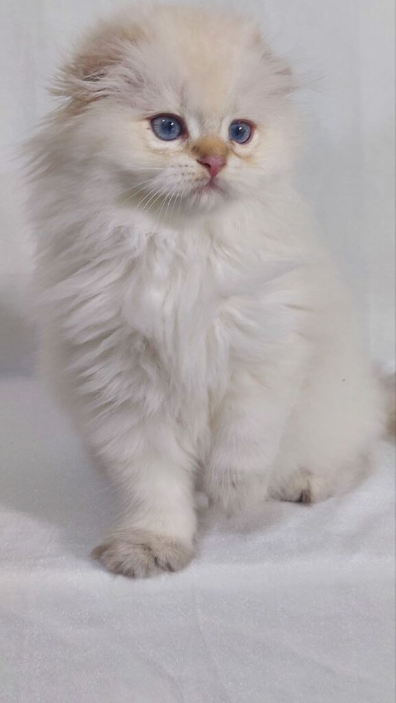 Snow - Scottish Fold White Point 2.5 months old