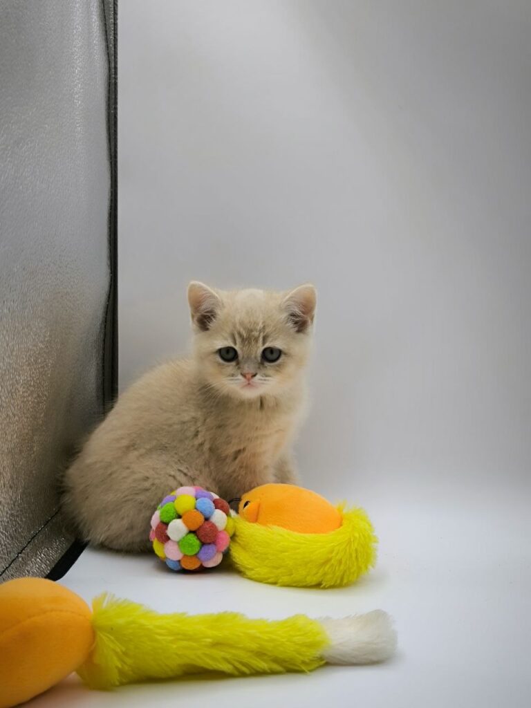 British longhair white, British shorthair, British shorthair gold, British shorthair gold marble, British shorthair lilac, British shorthair for Sale, British shorthair near me