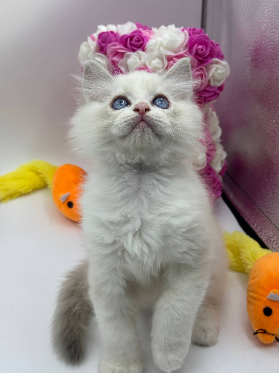 Snow – Ragdoll male 2 months old