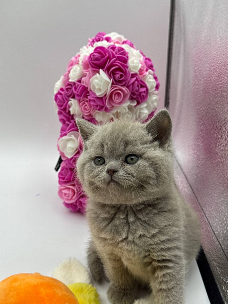 Max – British Shorthair Lilac Blue male 2 months old