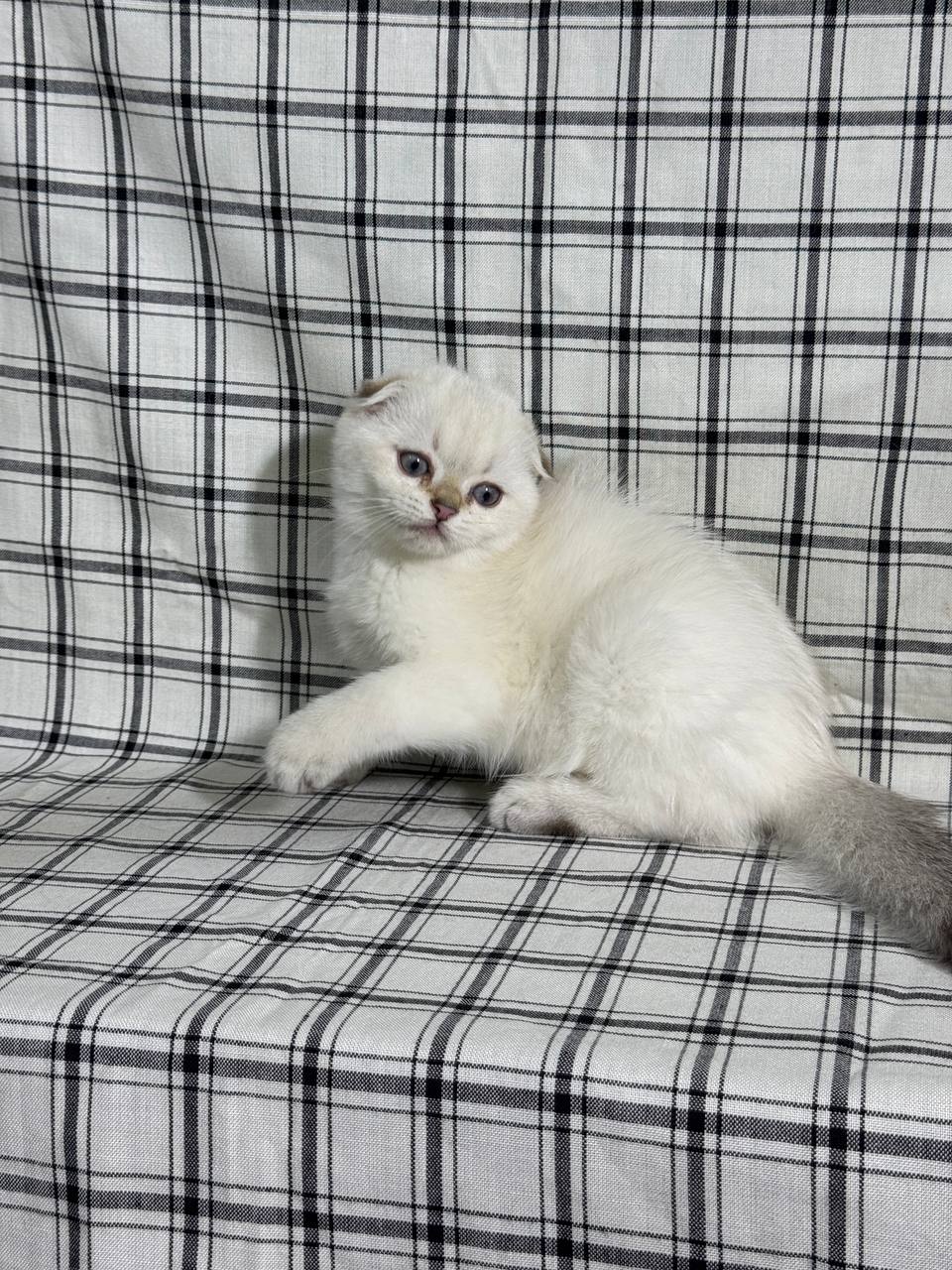 Alan – Scottish Fold white Point with Blue Eyes Male 2.5 months old