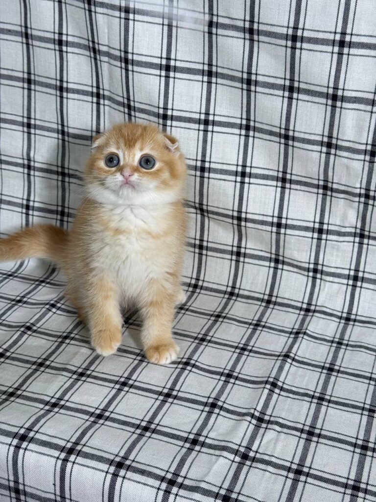 Bill - Scottish Fold Gold Male 2 month old