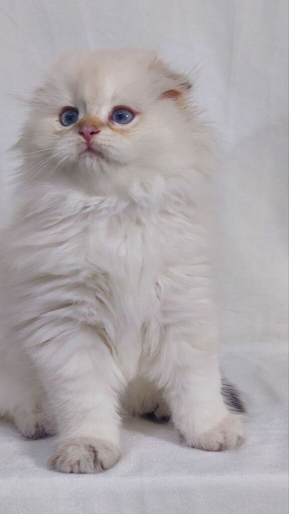 Snow - Scottish Fold White Point 2.5 months old