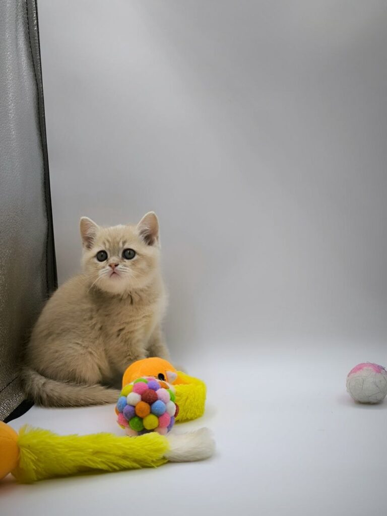 British longhair white, British shorthair, British shorthair gold, British shorthair gold marble, British shorthair lilac, British shorthair for Sale, British shorthair near me