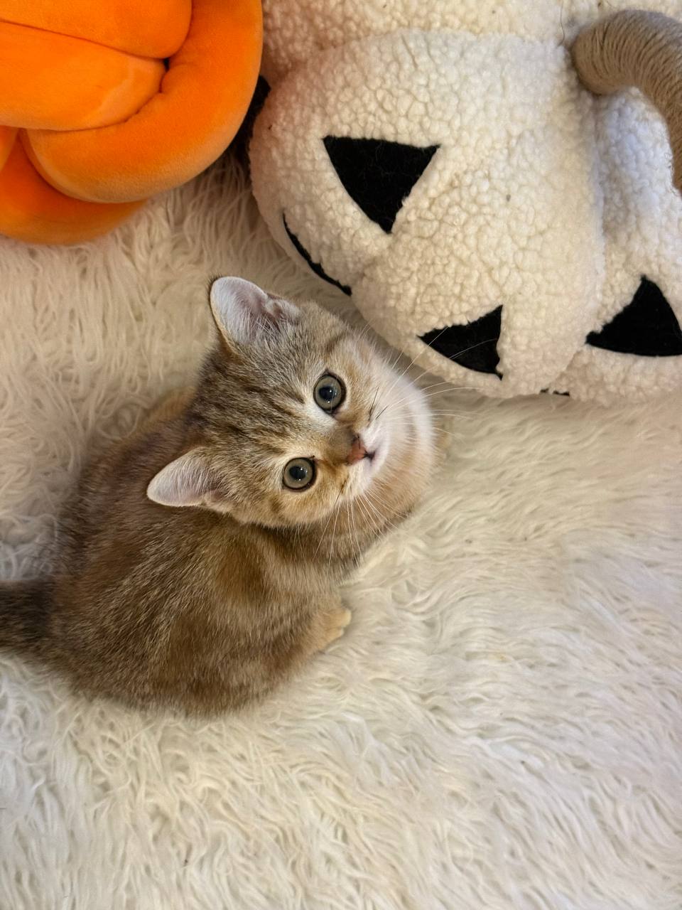 Leon – British Shorthair Gold Marble 2.5 months old male