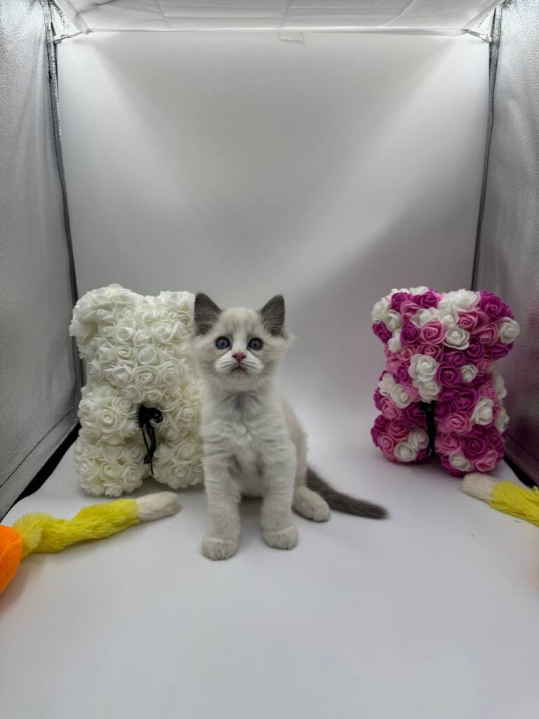 Bond - Ragdoll male 2 months old