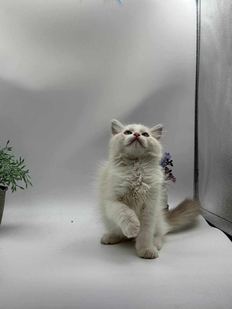 Bella – Ragdoll female 2.5 months old