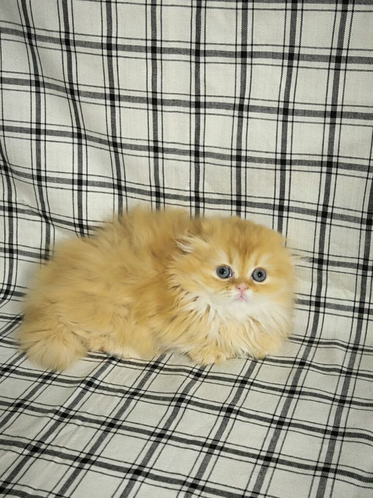 Lily - Munchkin Scottish Fold 2 month old