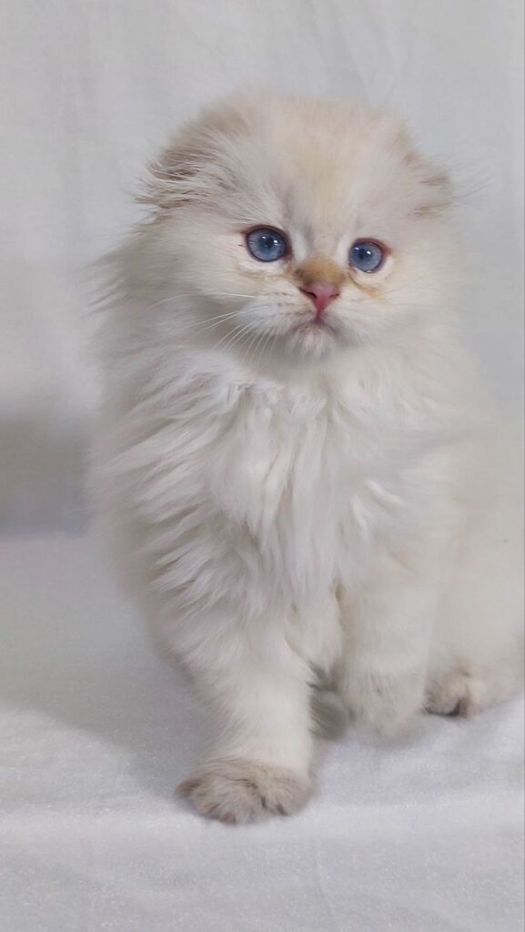 Snow - Scottish Fold White Point 2.5 months old