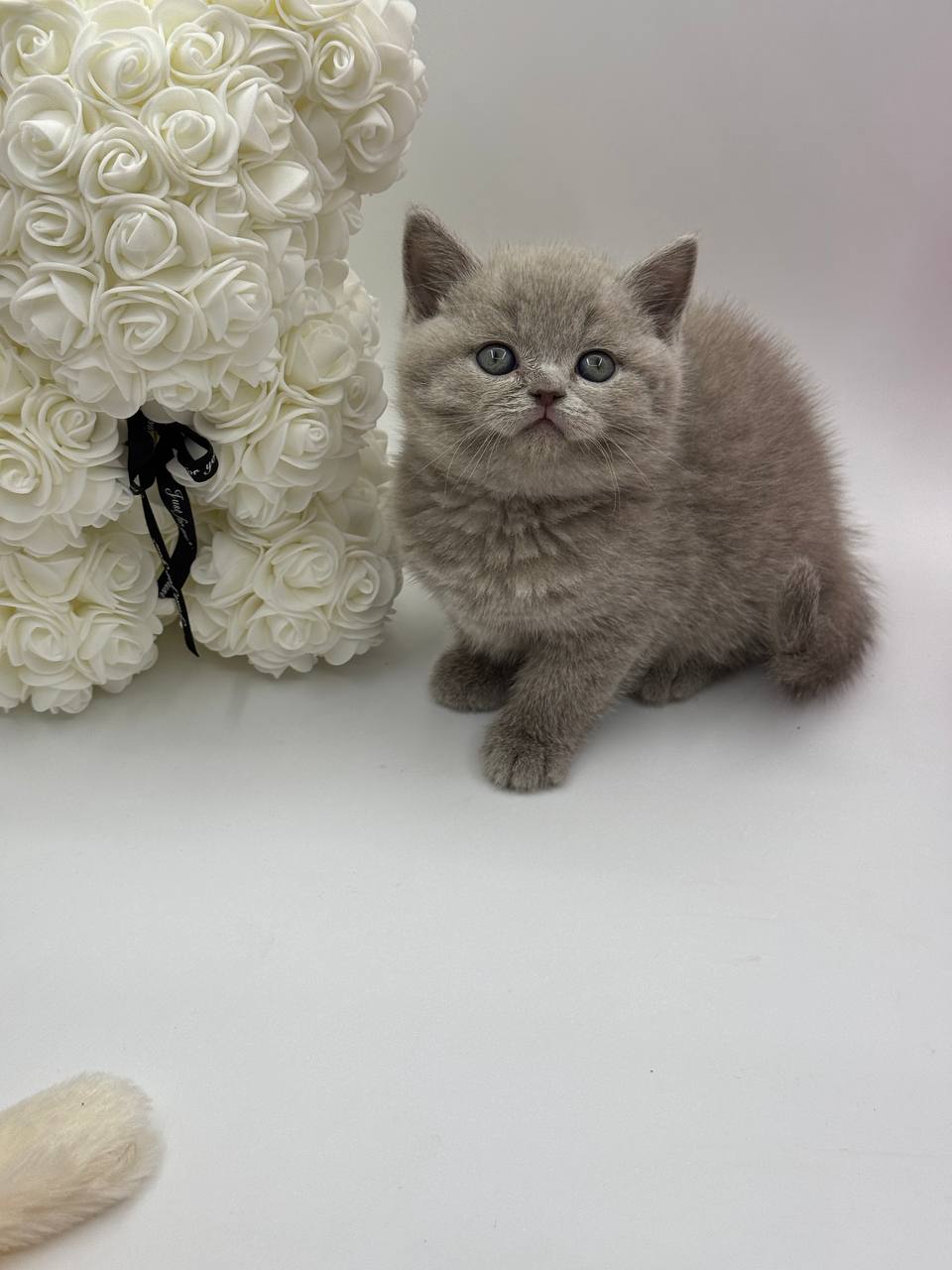 Oliver – British Shorthair Lilac Blue male 2 months old