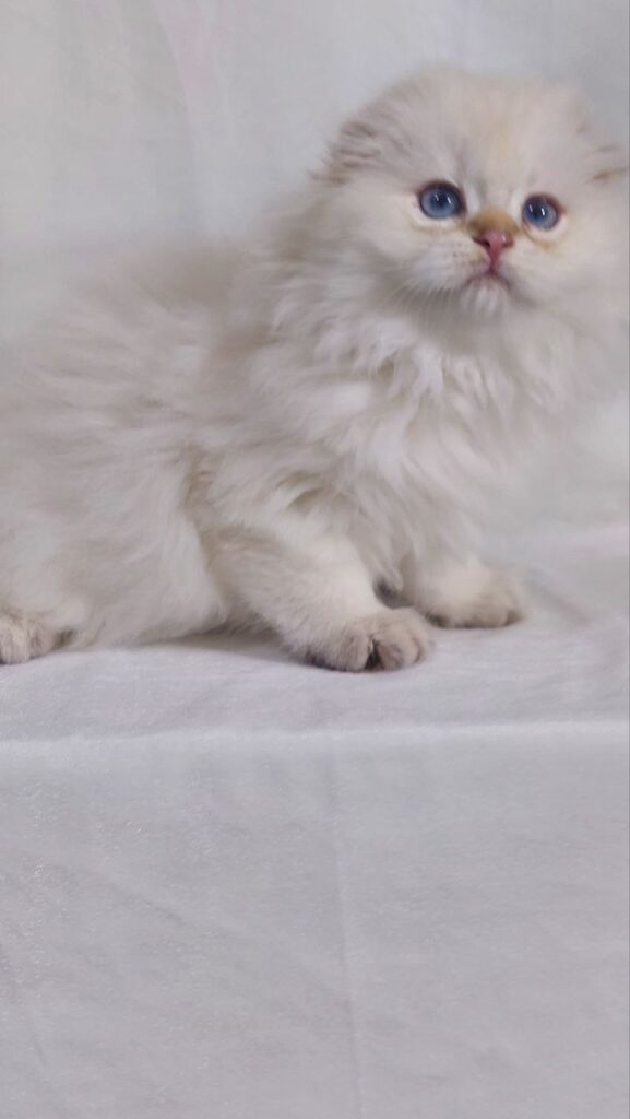 Snow - Scottish Fold White Point 2.5 months old