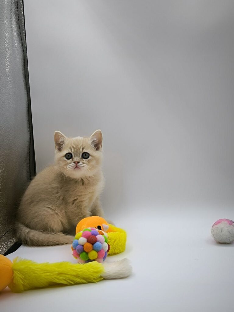 British longhair white, British shorthair, British shorthair gold, British shorthair gold marble, British shorthair lilac, British shorthair for Sale, British shorthair near me