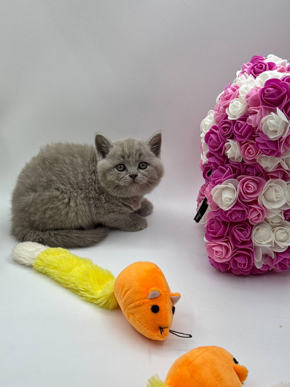 Charlie – British Shorthair Lilac Blue male 2 months old