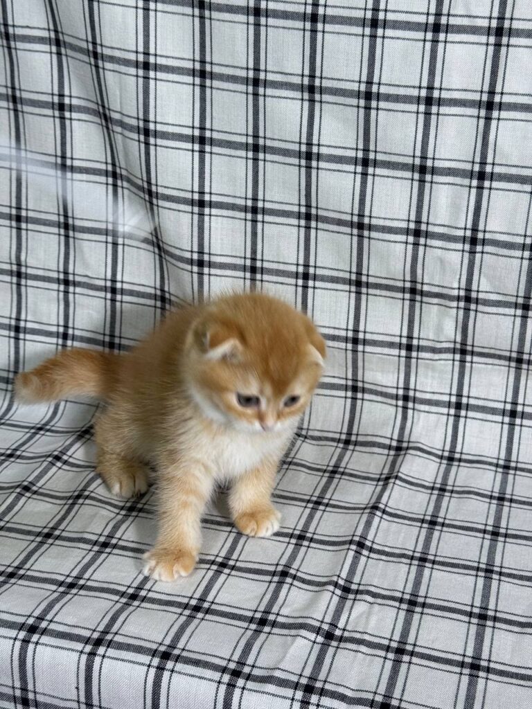 Bill - Scottish Fold Gold Male 2 month old