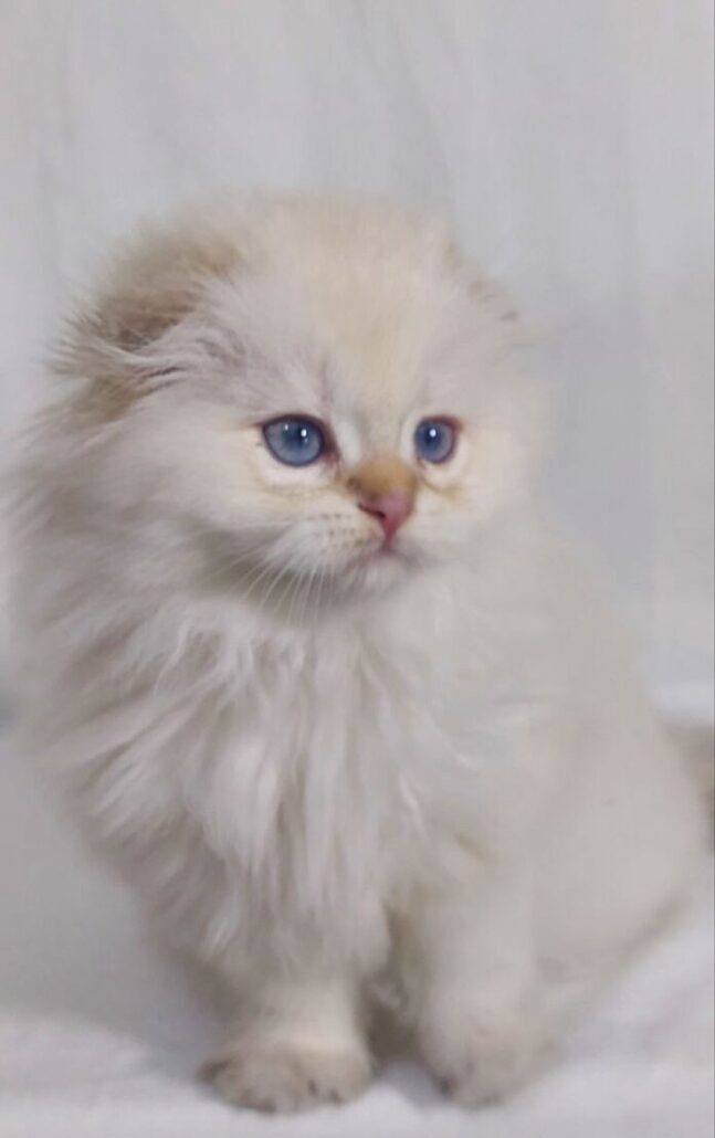 Snow – Scottish Fold White Point 2.5 months old