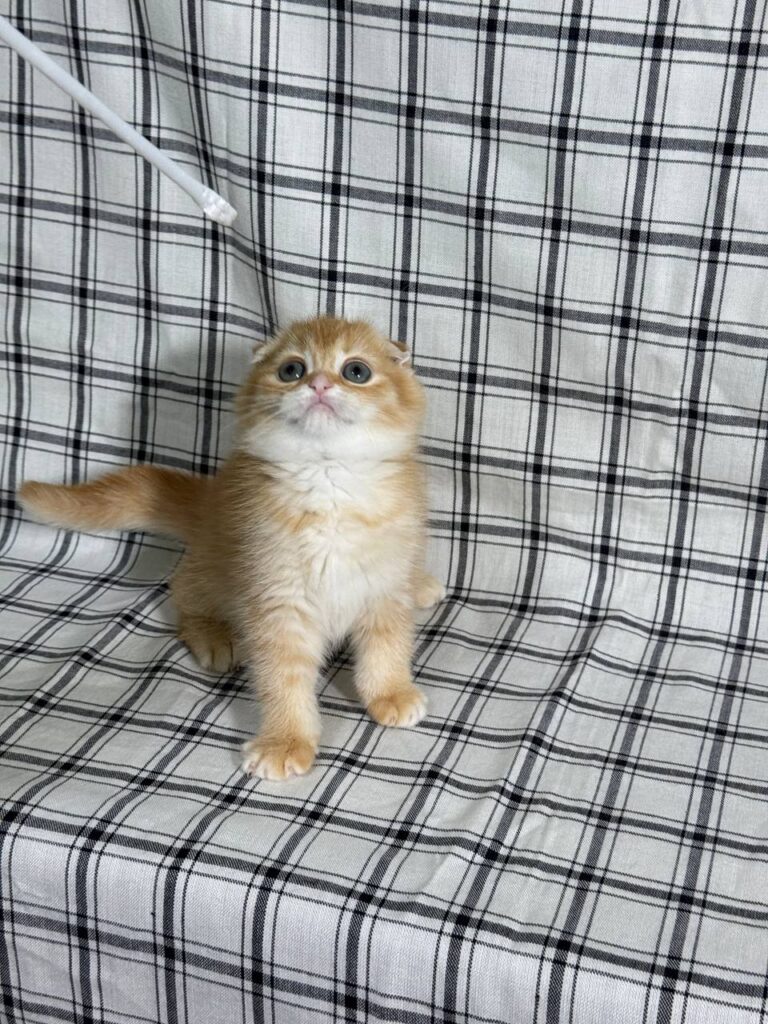 Bill - Scottish Fold Gold Male 2 month old