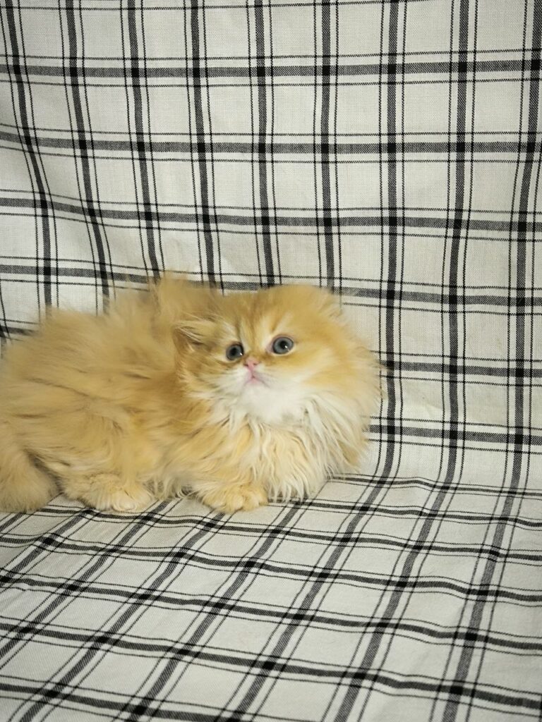 Lily - Munchkin Scottish Fold 2 month old