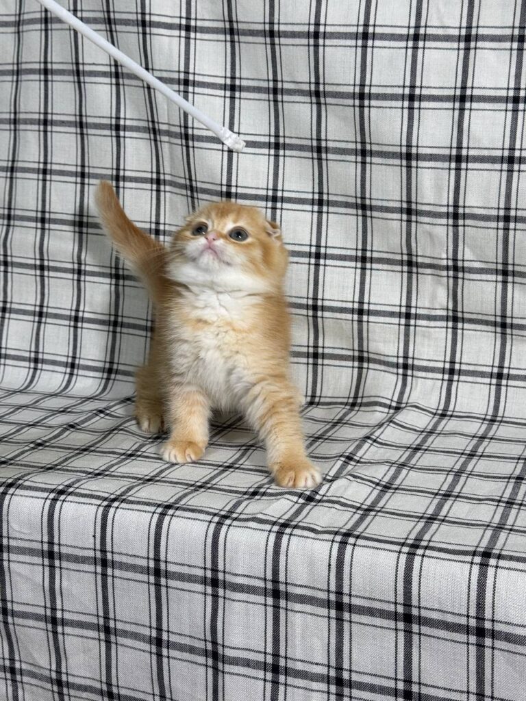 Bill - Scottish Fold Gold Male 2 month old