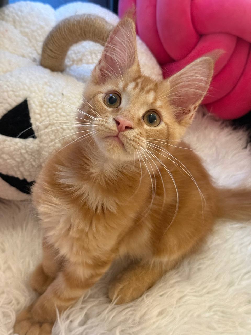 Bond – Maine Coon Red Marble male 3 months old