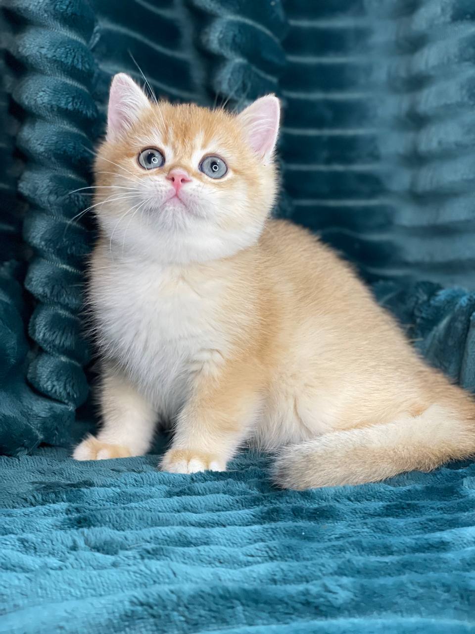 Chanel – British Shorthair Female 4 Months Old