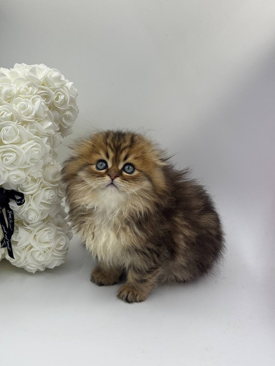 Diesel – Scottish Fold Black Gold Male 2.5 Months Old