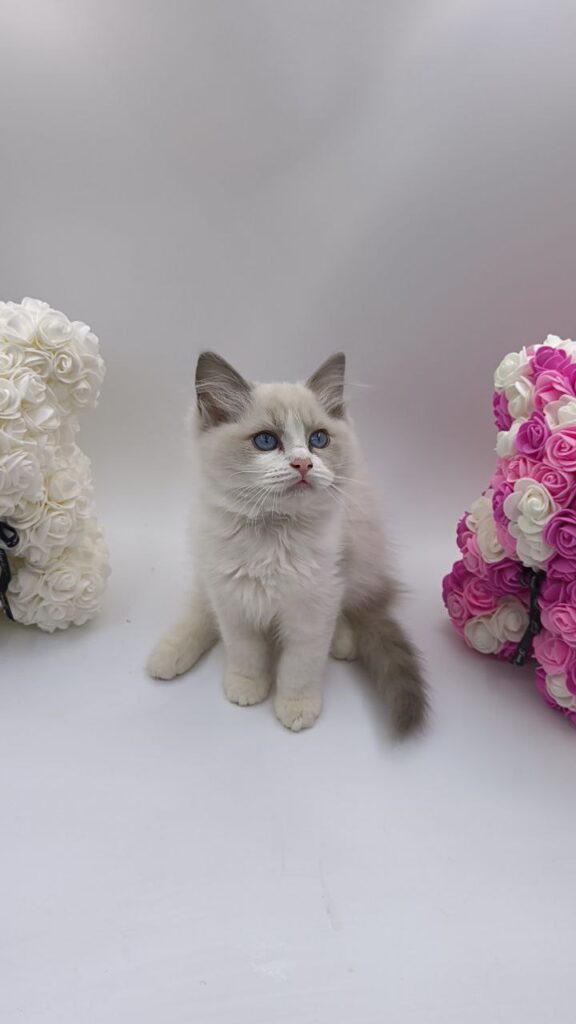 Celine - Ragdoll Female 2.5 Months Old