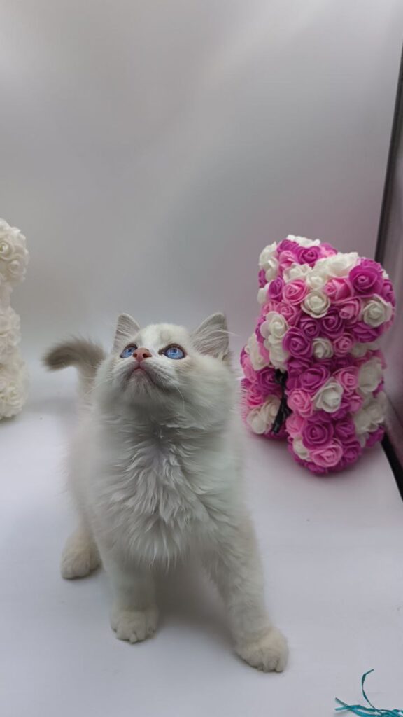 Kerry - Ragdoll Male 2.5 Months Old