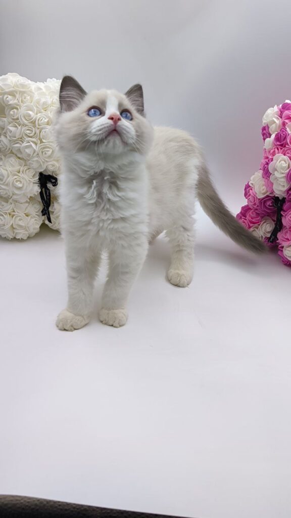 Candy - Ragdoll Male 2.5 Months Old