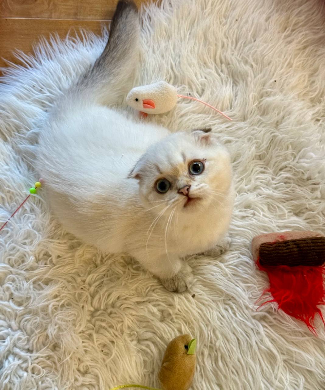 Alan – Scottish Fold Male Blue Eyed White Point