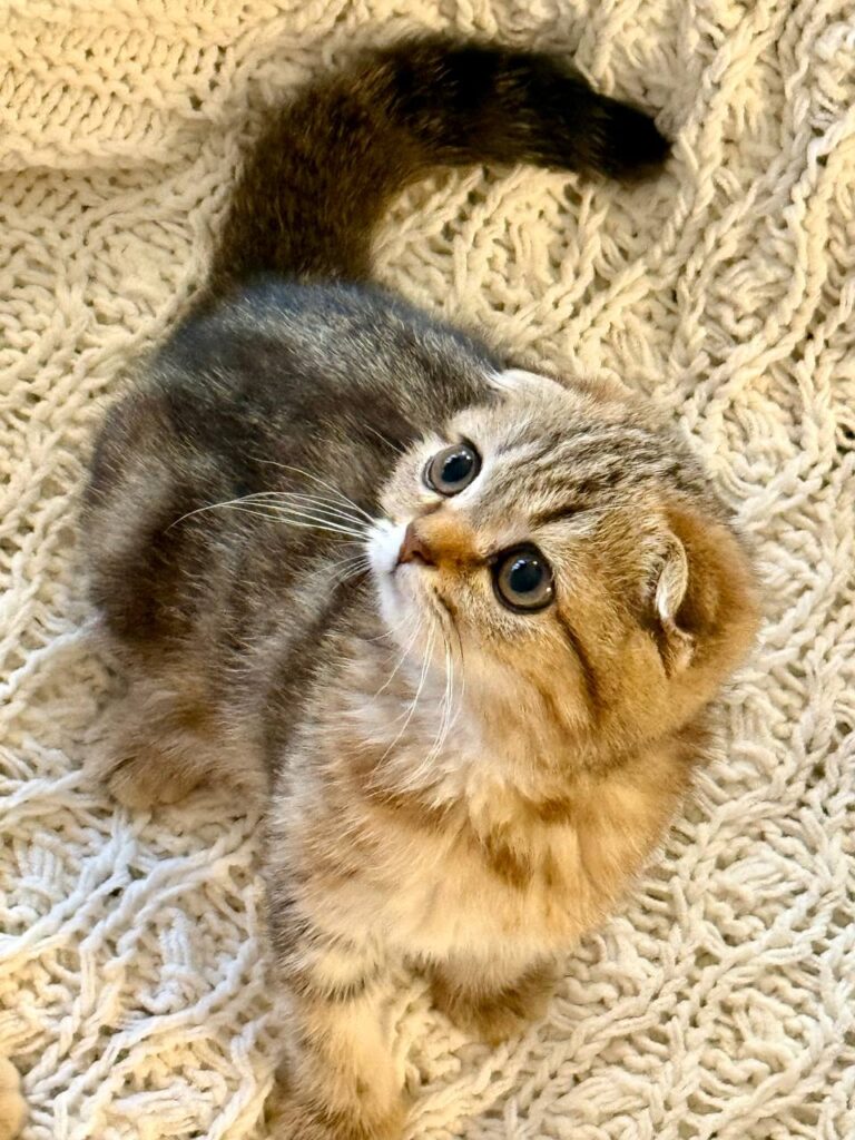 Amina - Scottish Fold Female Gold Marble