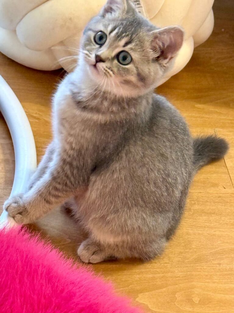 Mila - British Shorthair Female Gold Blue with Blue Eyes