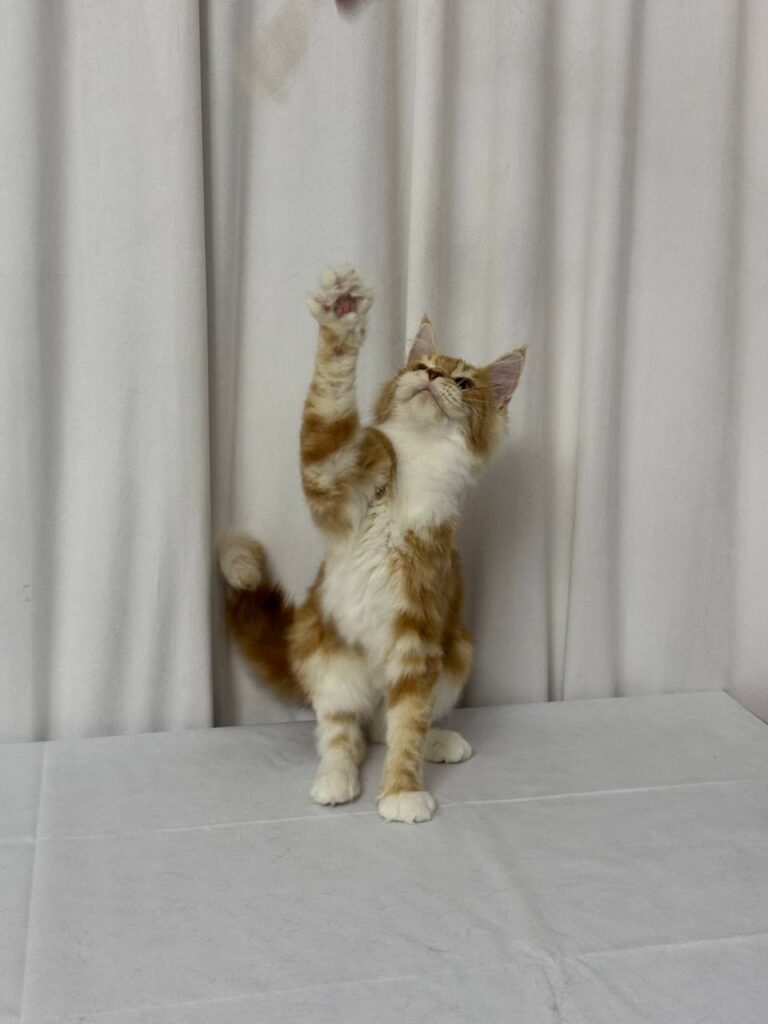 James - Maine Coon Red Marble 4 Months Old