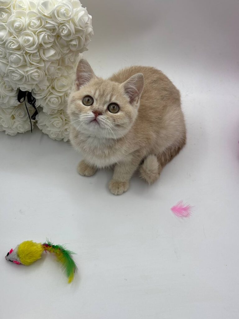 Kira - British Shorthair Female Lilac Gold 3 Months Old