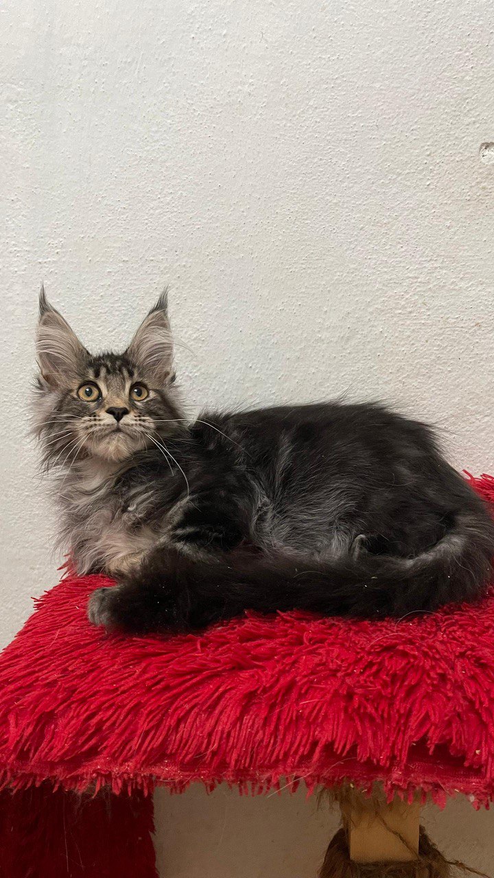 Lili – Female Maine Coon Tabby 3 Months Old